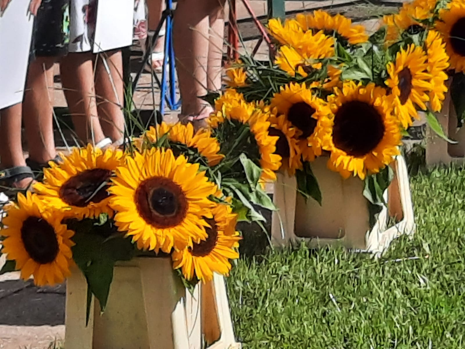 Sonnenblumen Einschulung